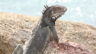 Iguana resting on a boulder.