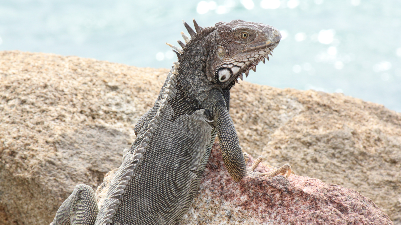 Iguana resting on a boulder.