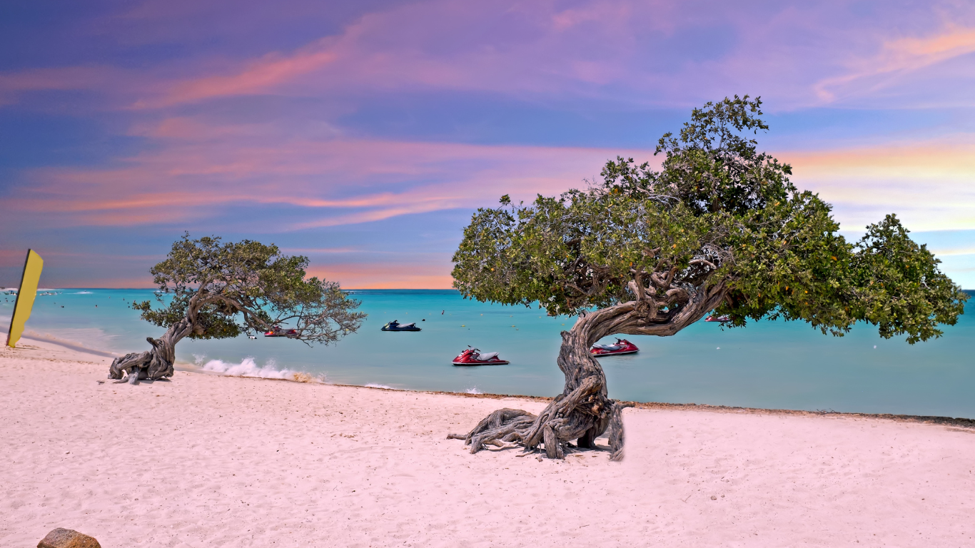 Two weathered trees on an Aruba beach.