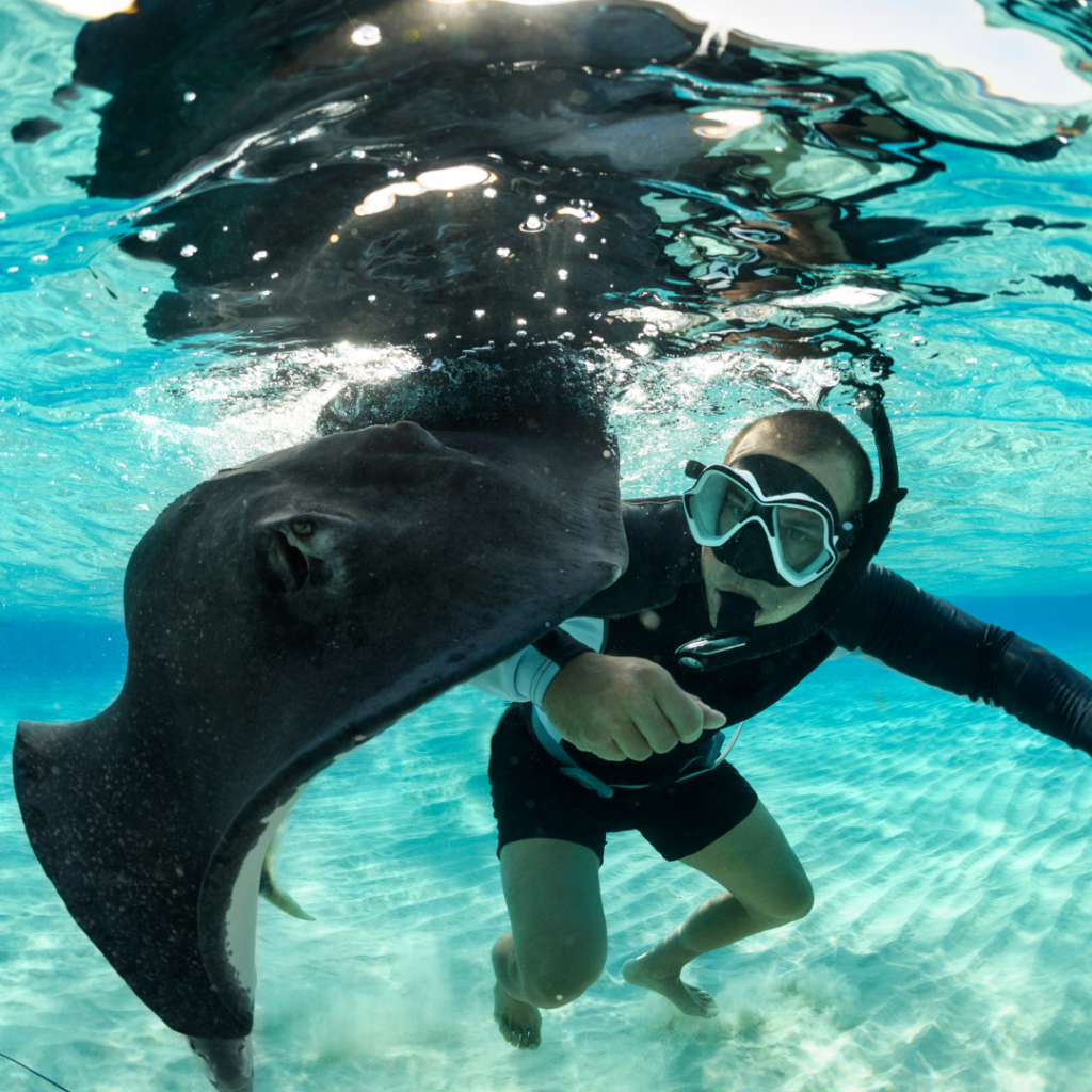Swim with Stingrays