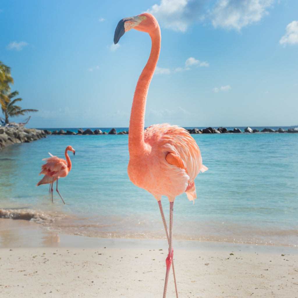 Pink flamingo at the Flamingo Beach on Renaissance Island