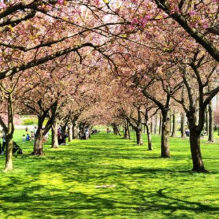 Brooklyn Botanical Gardens