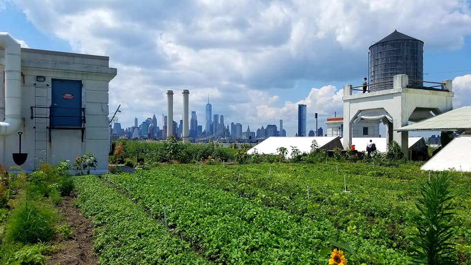 Tour of Rooftop Farm