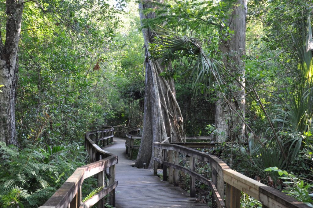Big Cypress Bend Boardwalk