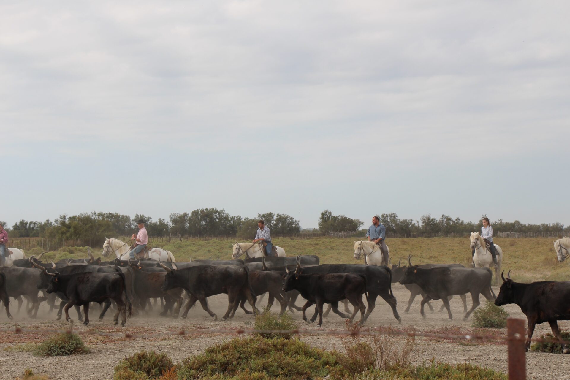 Camargue - Manade