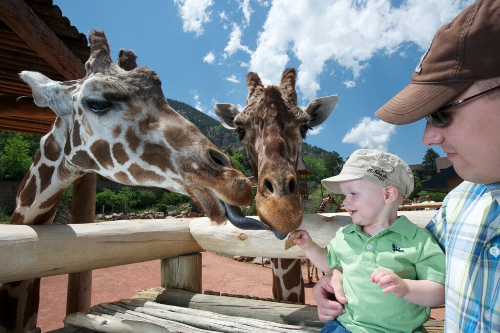 A child petting giraffes at the Cheyenne Mountain Zoo