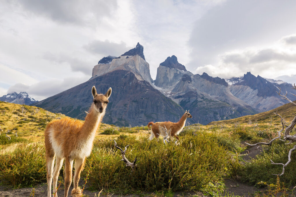 Wild Guanaco (Lama Guanicoe) in Patagonia prairie