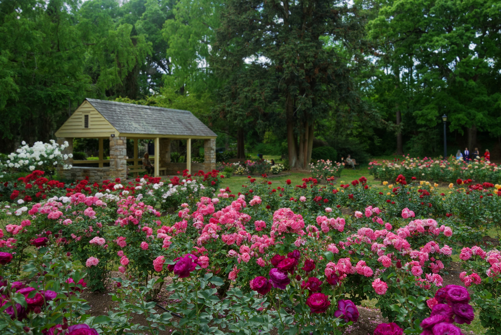 rose garden in raleigh nc