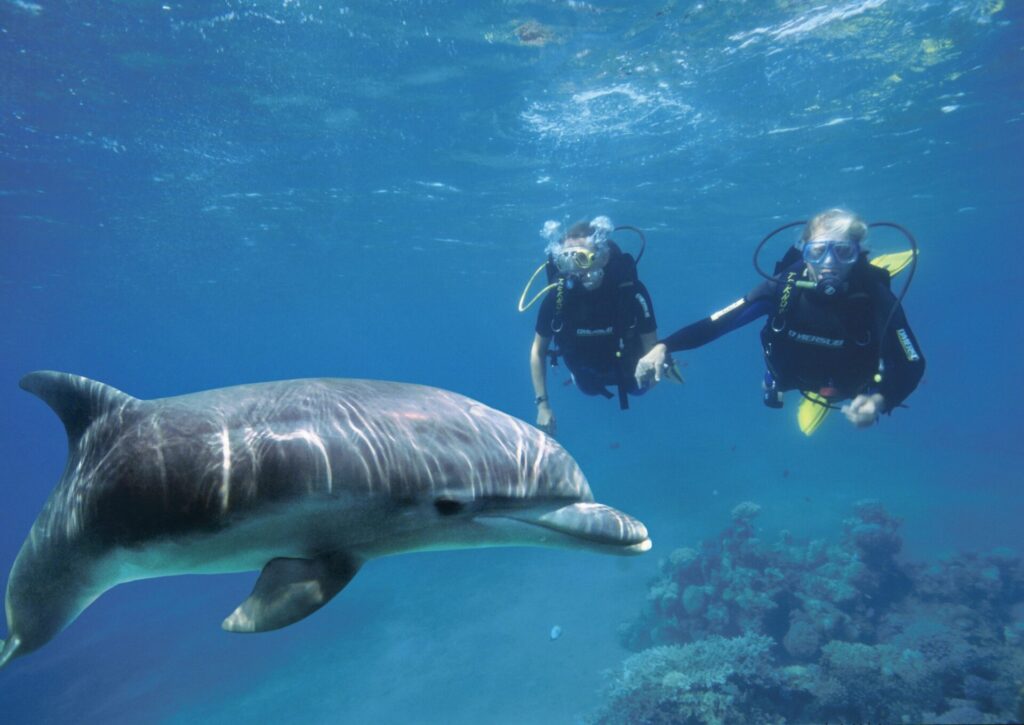 Diving with the dolphins