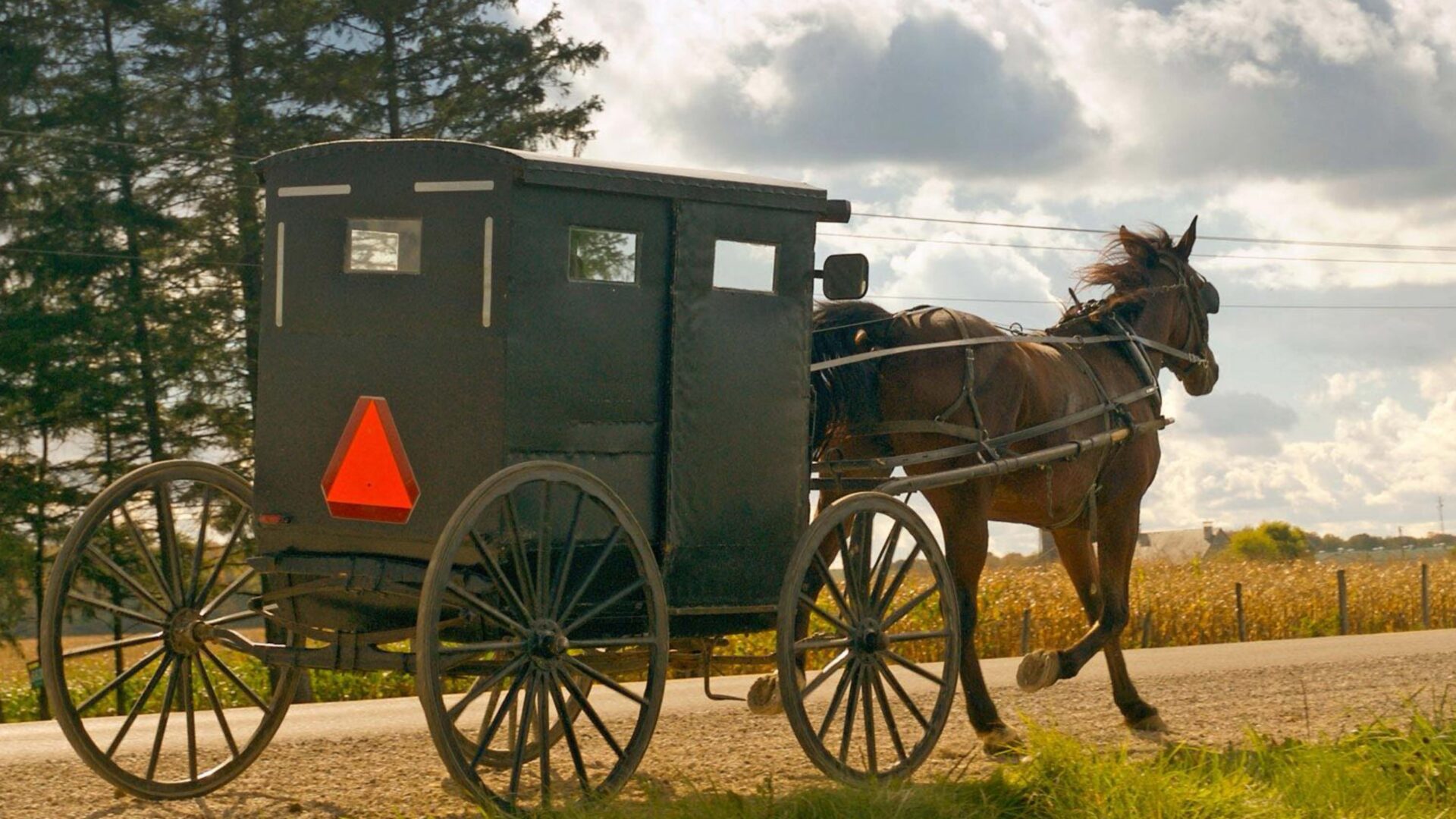 Amish buggy