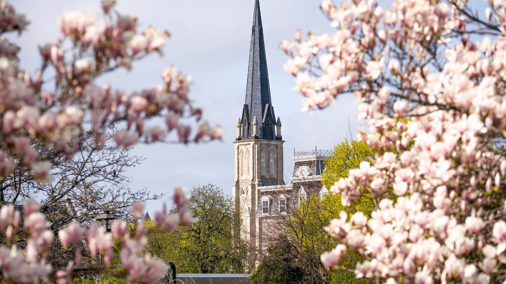 Cherry blossoms in bloom