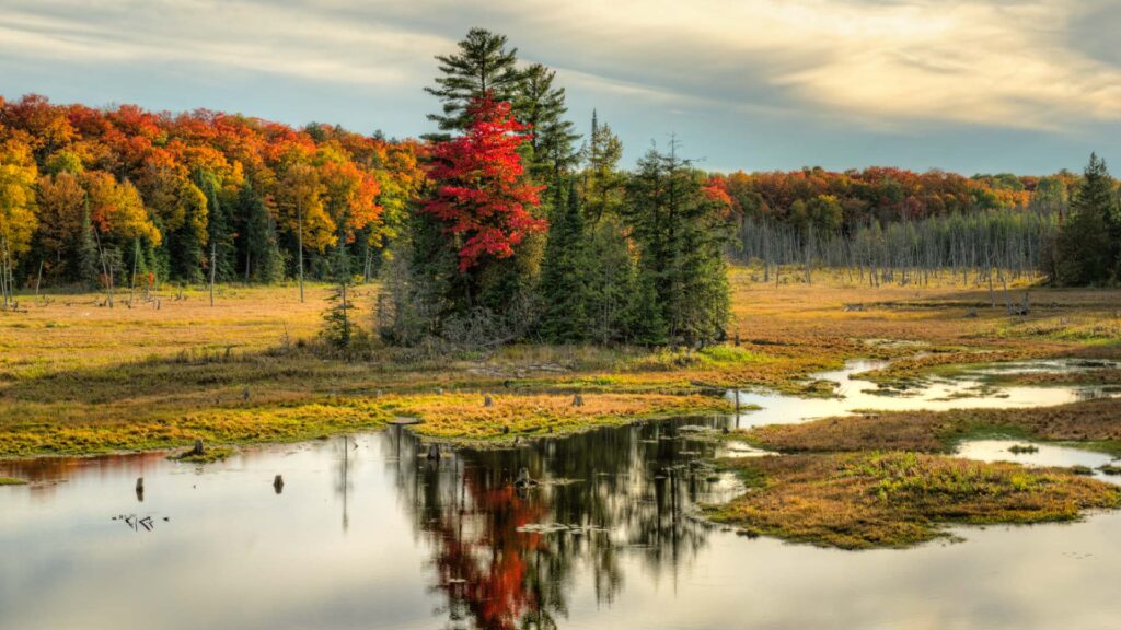 Algonquin in the Fall