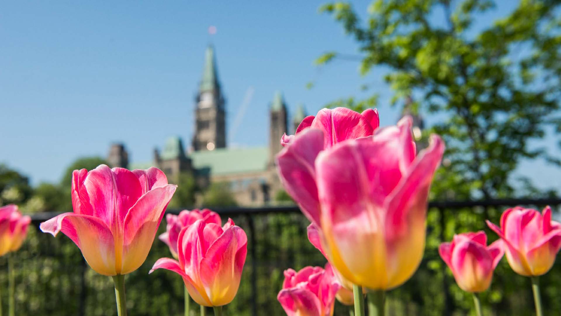 Pink tulips blooming