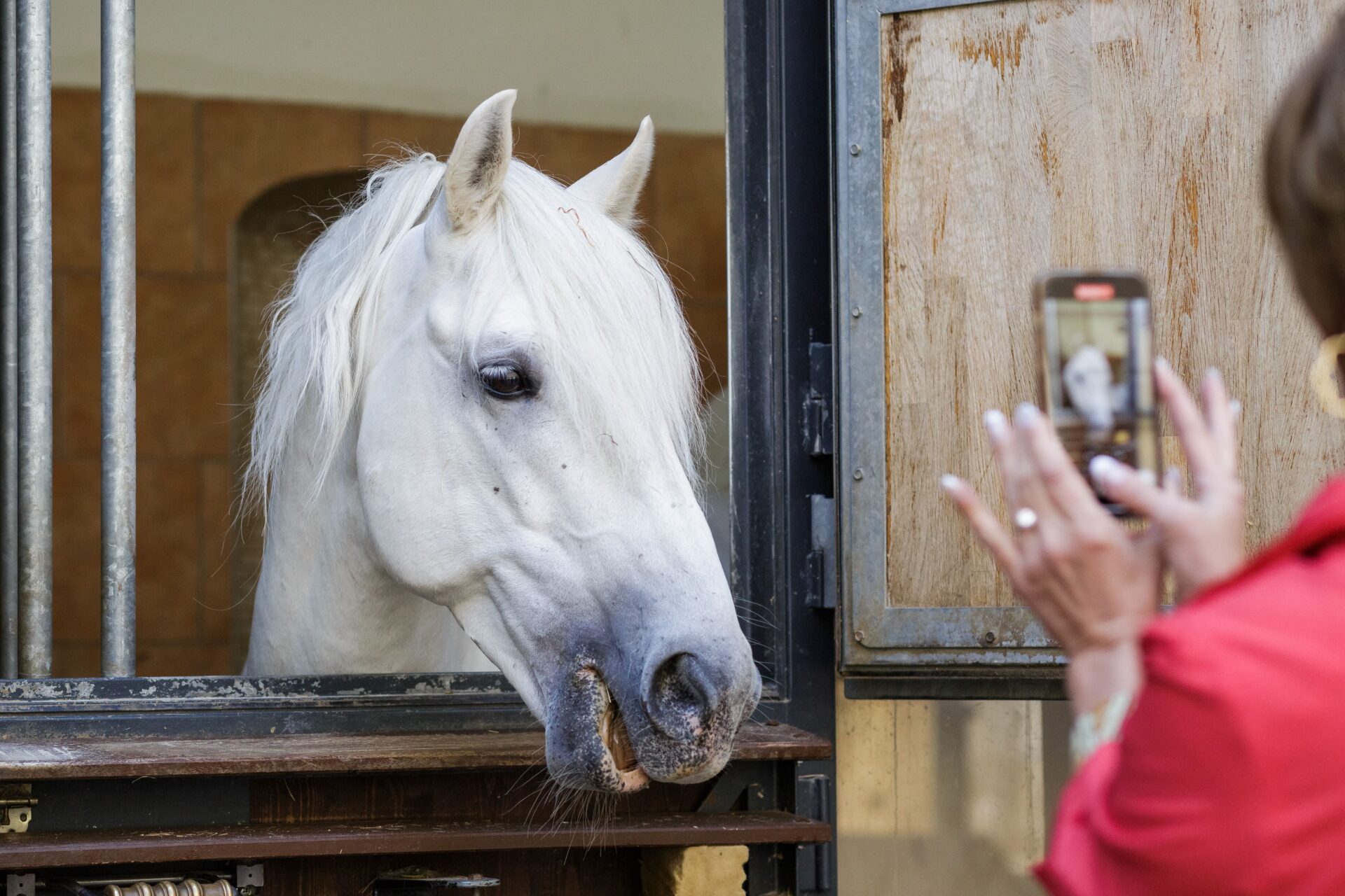 Lipizzaner Horse