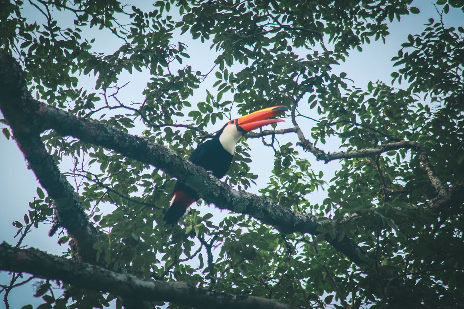 Tropical bird in a tree