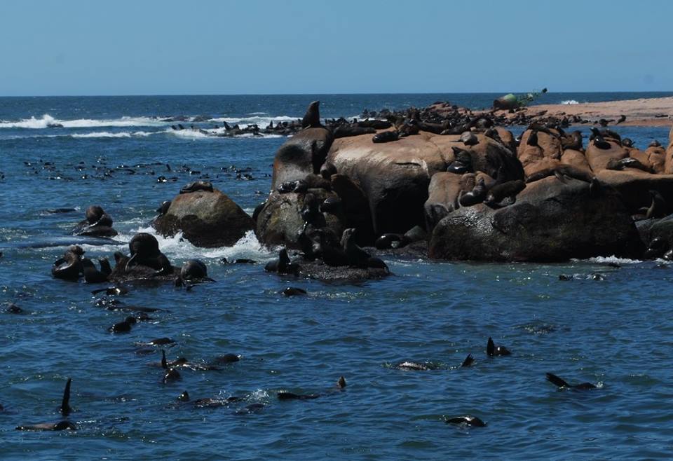 Sealions Island