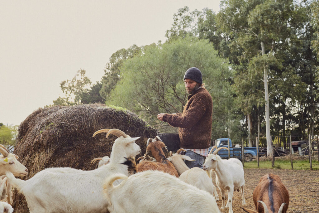 Man feeding goats on a farm