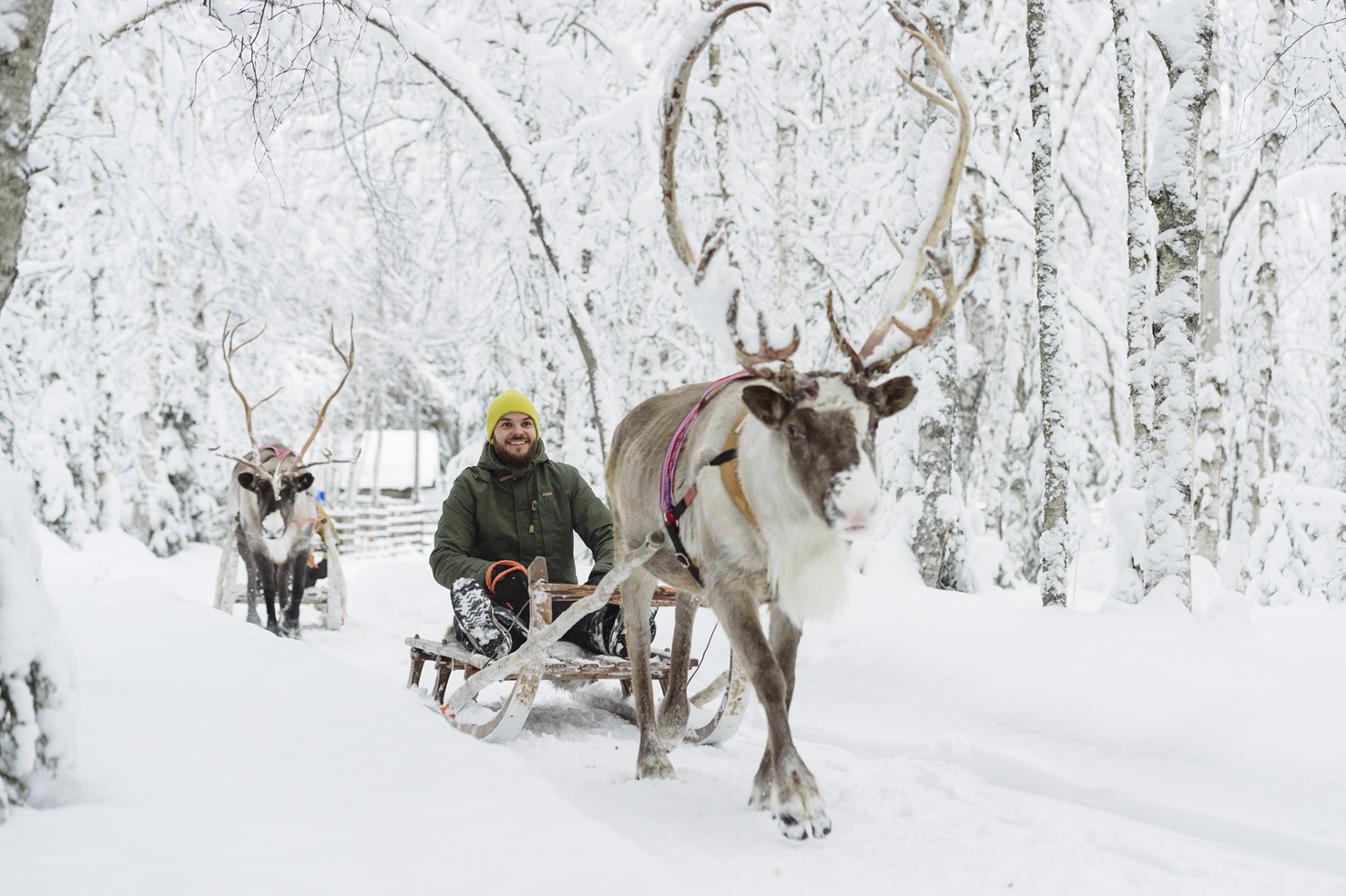 Client riding a sled pulled by a reindeer