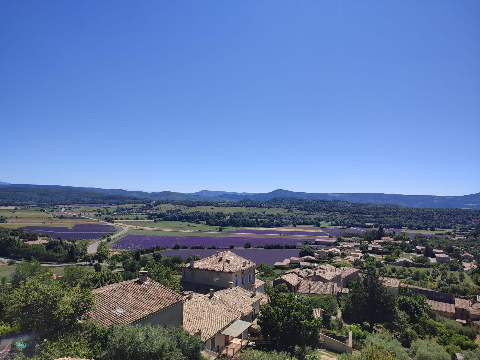 Lavender fields provence