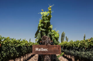 Malbec vineyard