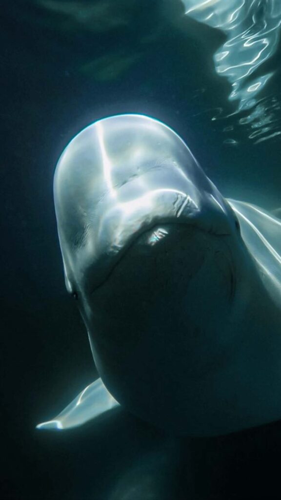 Beluga whale