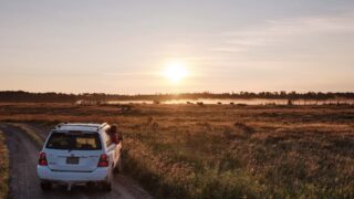 Bison in the wilderness