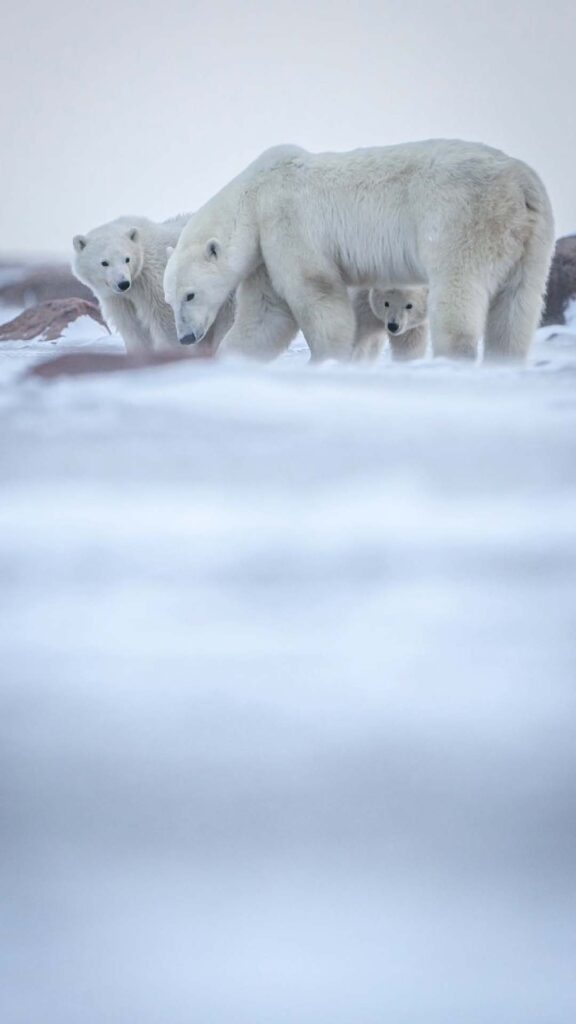 Polar bears