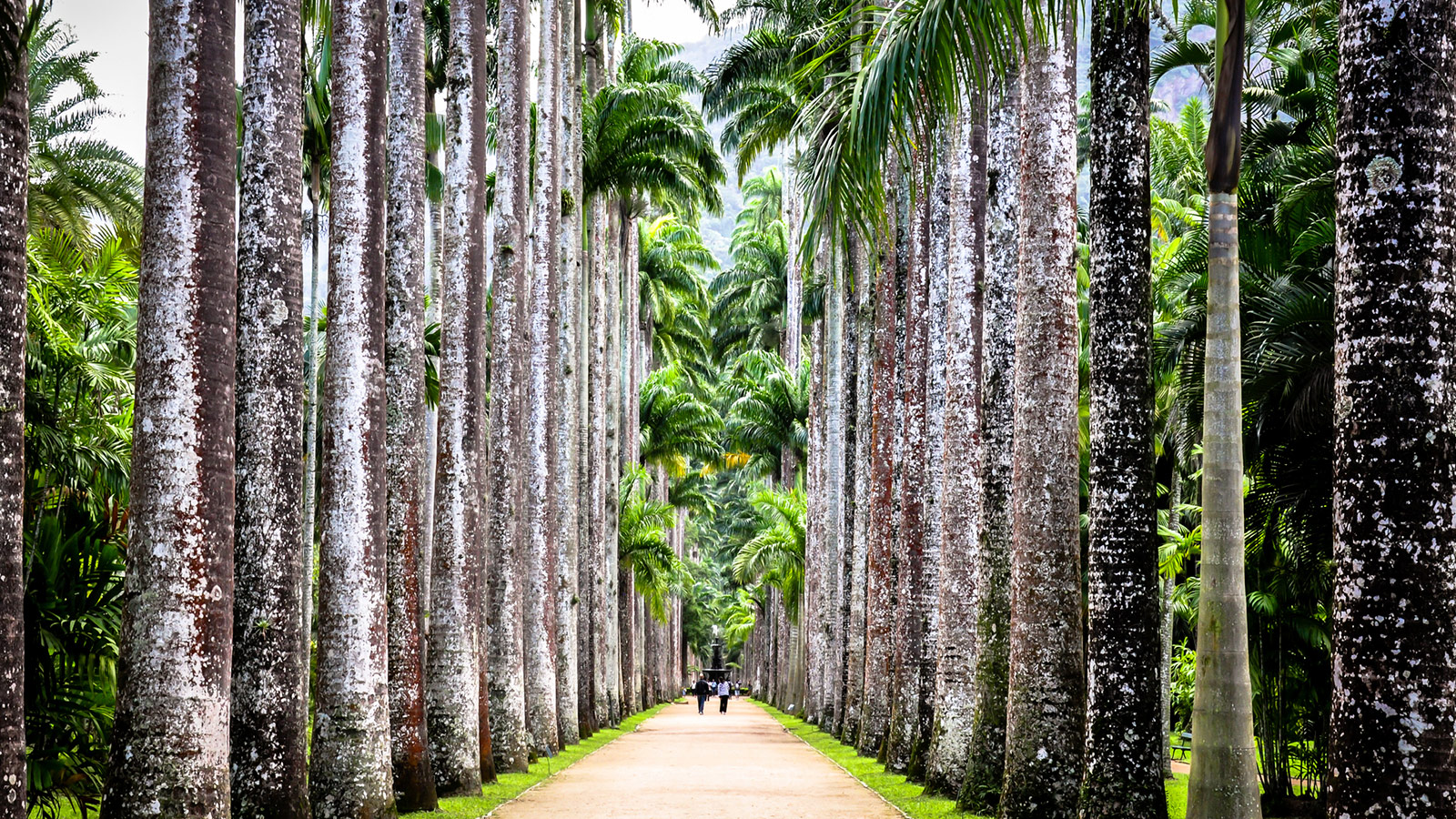 Rio de Janeiro Botanical Garden, Rio de Janeiro, Brazil.