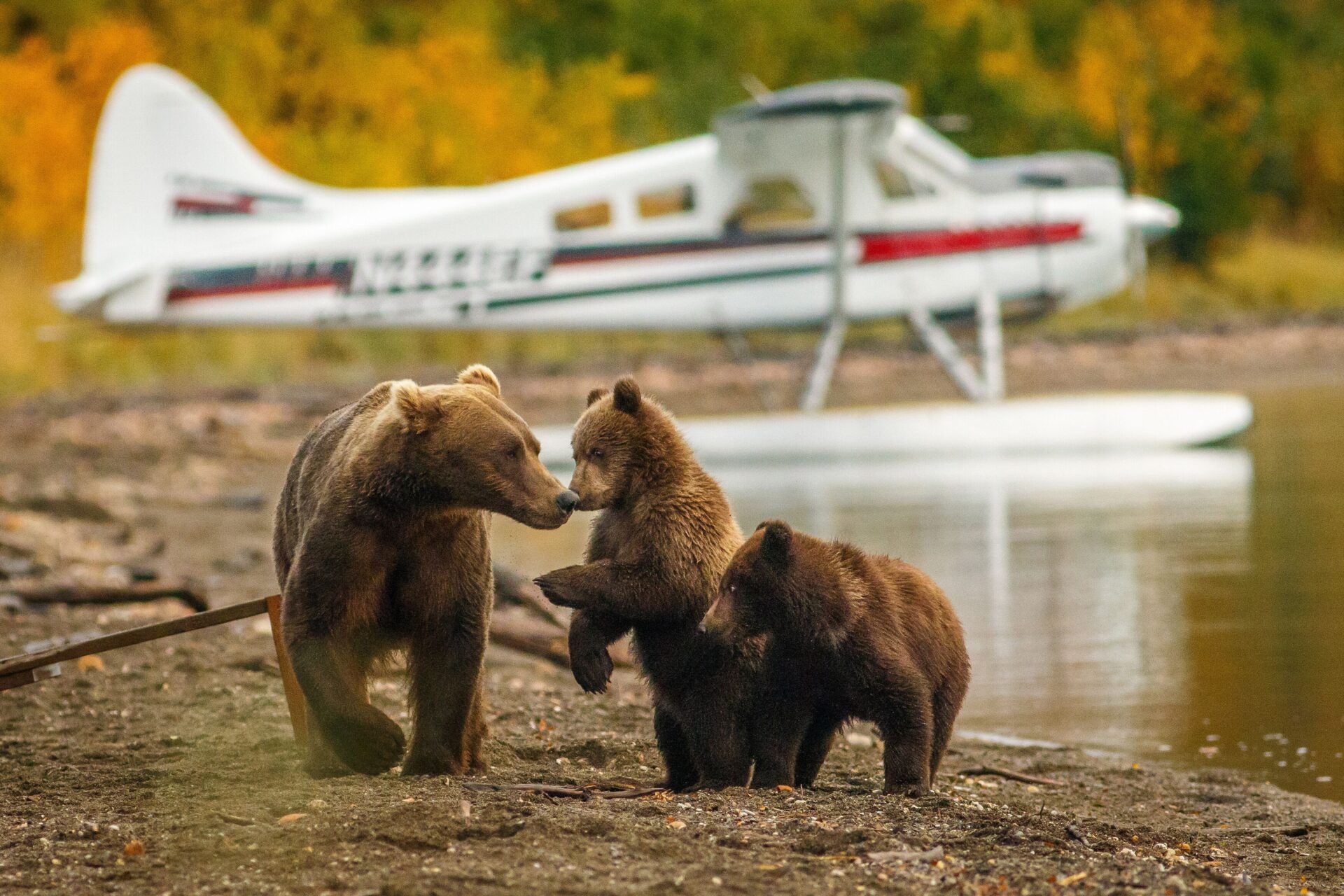 Bear Viewing