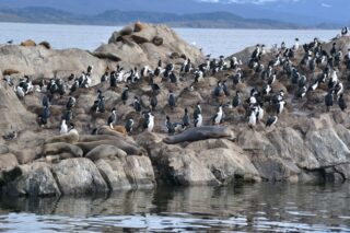 Marine fauna, group of penguins