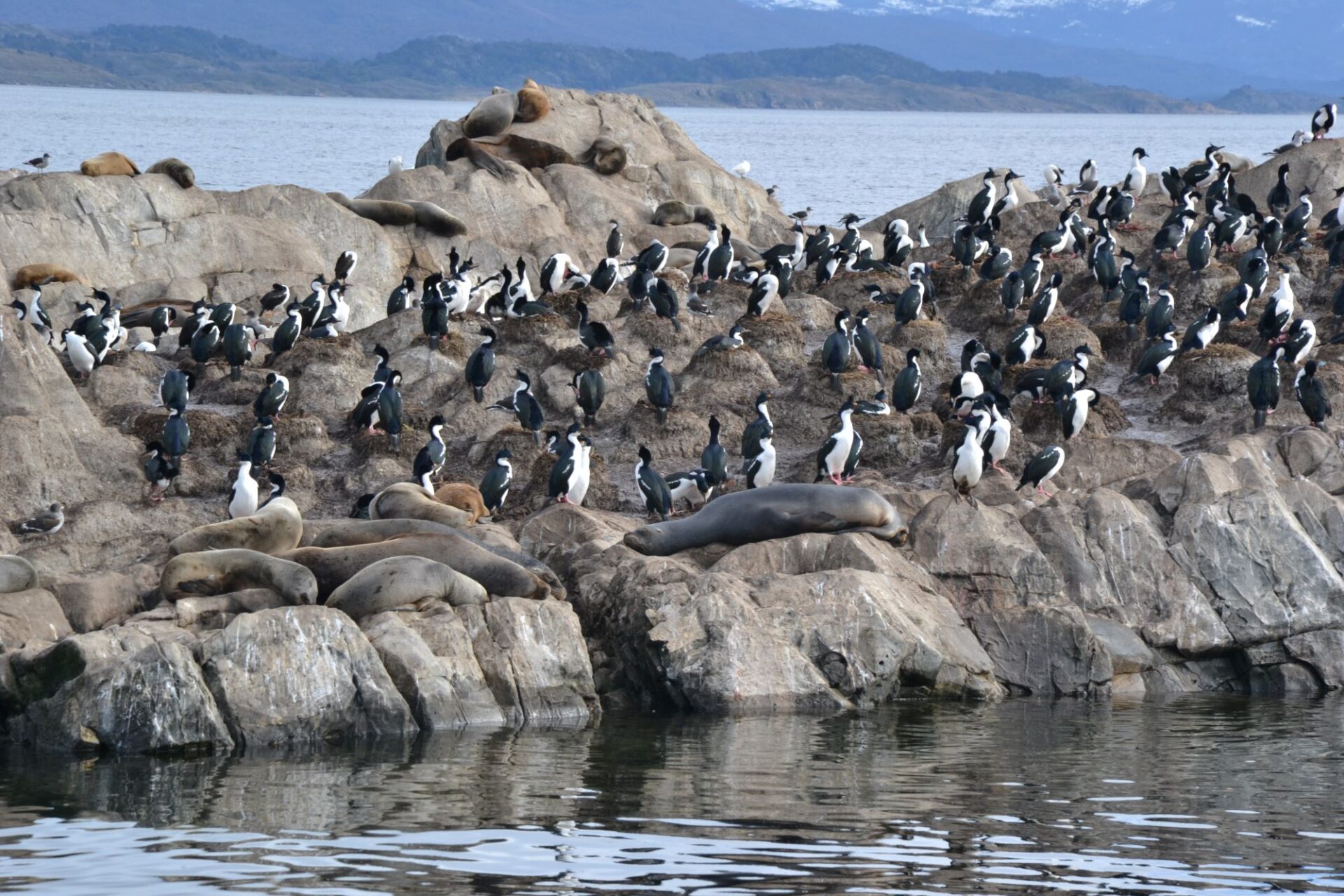 Marine fauna, group of penguins