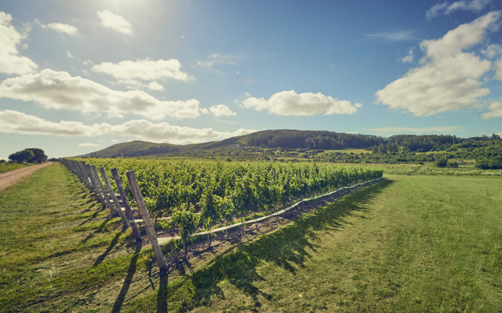 Viña Edén Vineyards