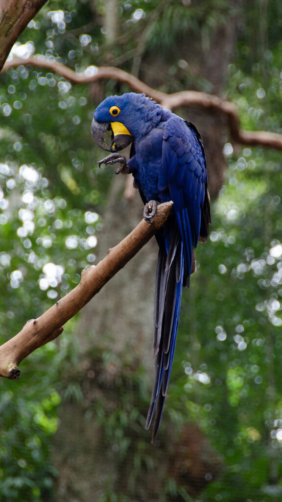 Blue bird in a tree at the bird park in Iguassu Falls