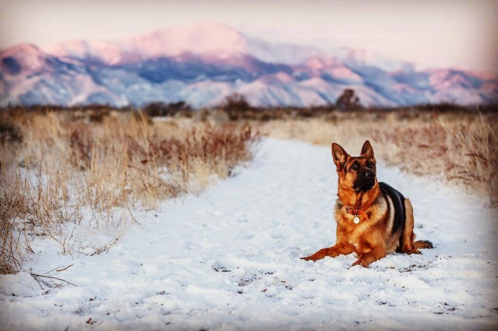 Dog laying down at the Rocky Mountain Front Range