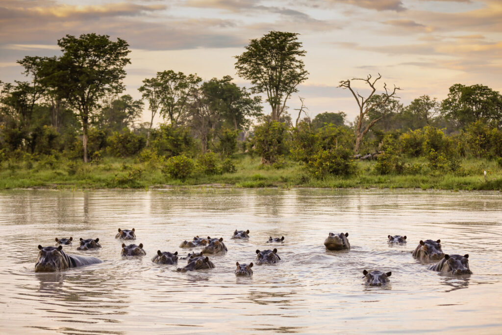 family of hippos in africa