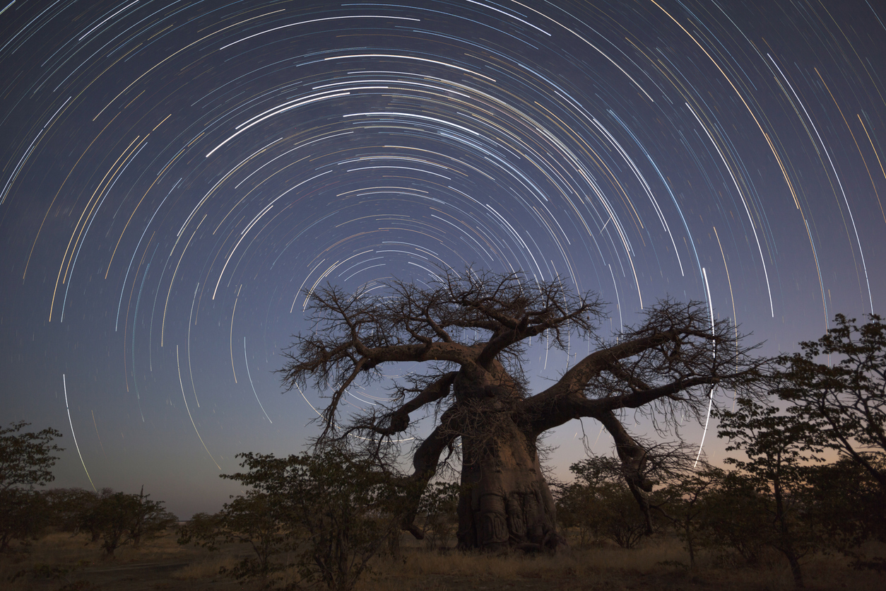 startrails and tree