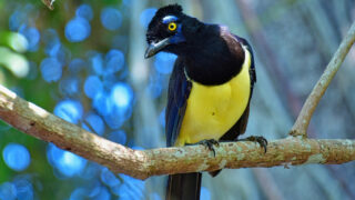 Bird park in Iguassu Falls, Brazil