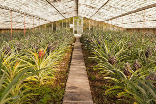 Fresh pineapples growing into glasshouse at farm near Faja ву Baixo, Azores