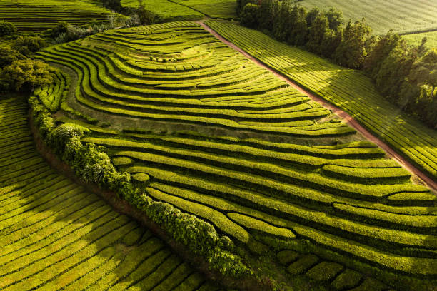 Drone view of straight path going near lush tea plants on hill on sunny day on plantation in Azores