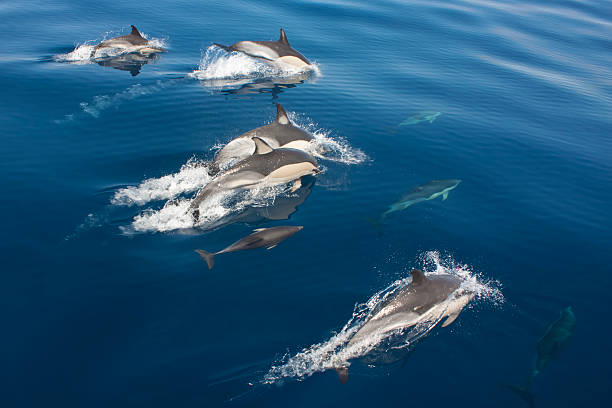 Aerial view of dolphins in the sea.