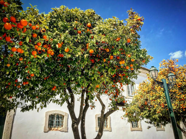 Orange trees lining the streets of Old Town Faro