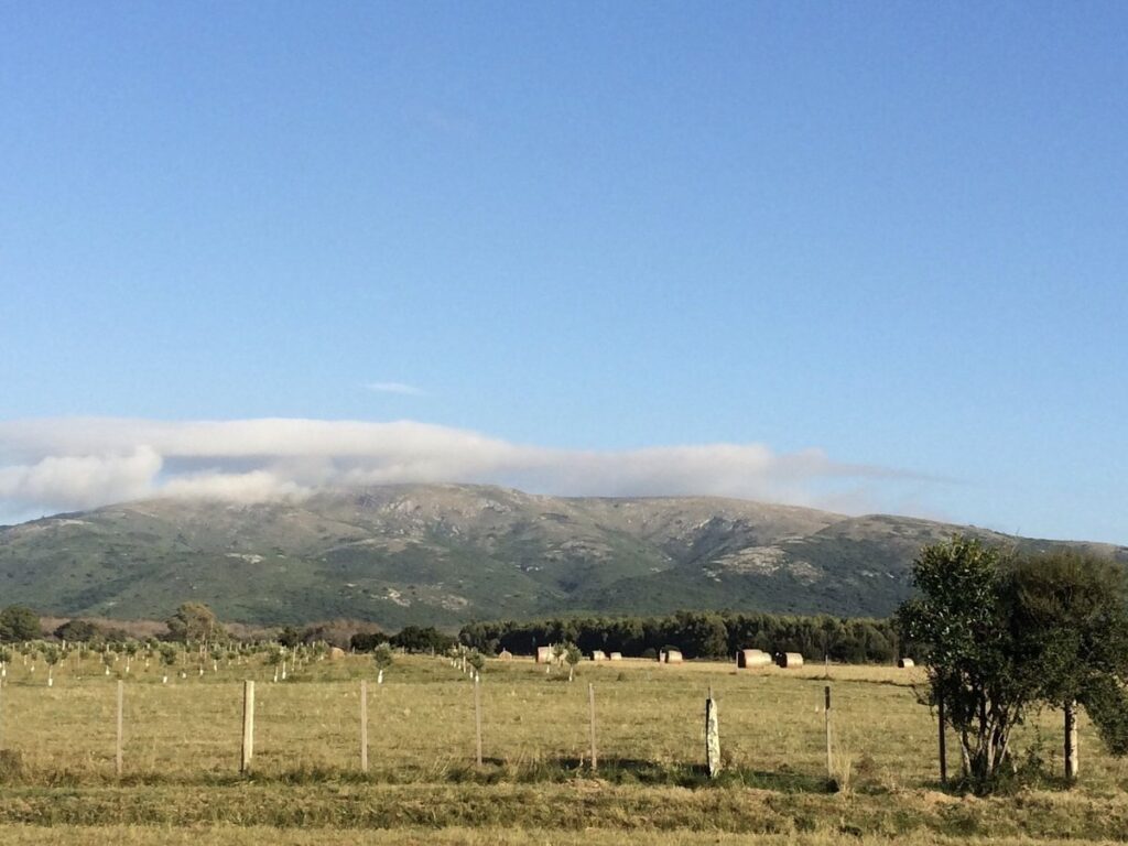 “De las Animas” Olives