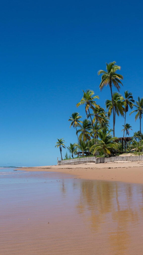 View of beach and palm trees in Salvador - Brazil