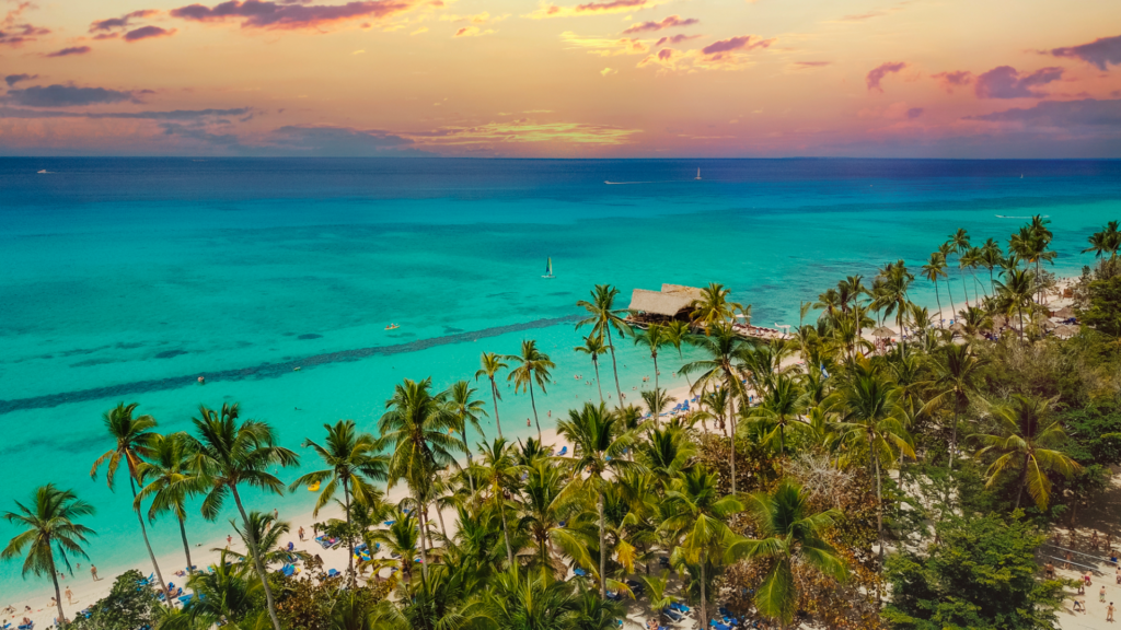 beach and palm trees