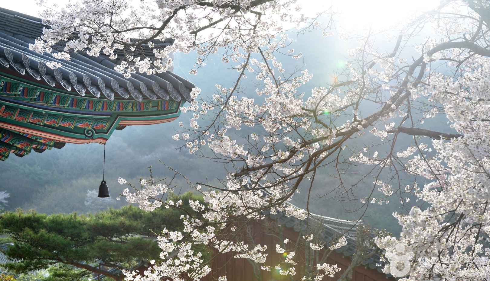Cherry blossom in Seoul, Korea