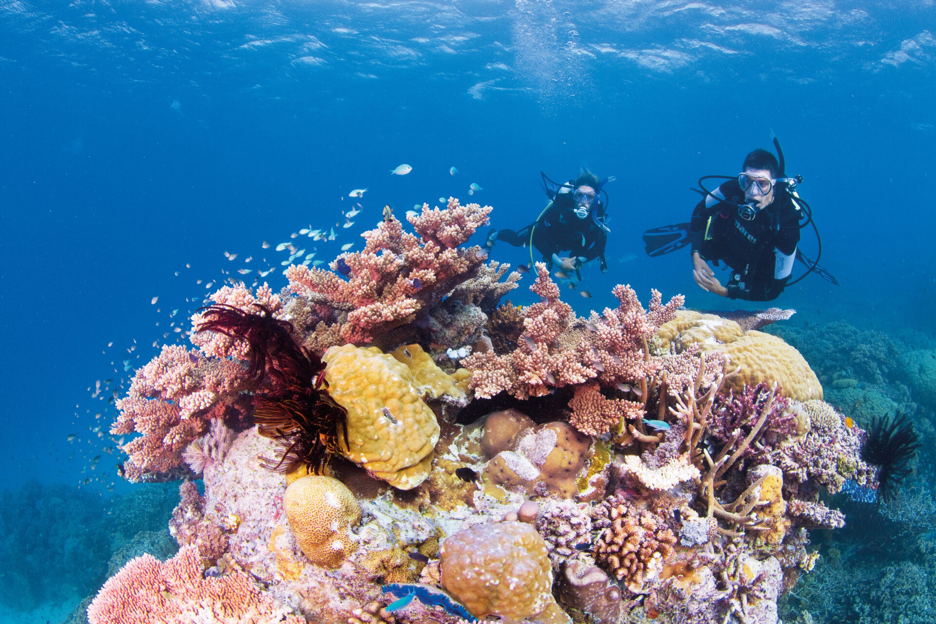 Snorkelling on the Great Barrier Reef