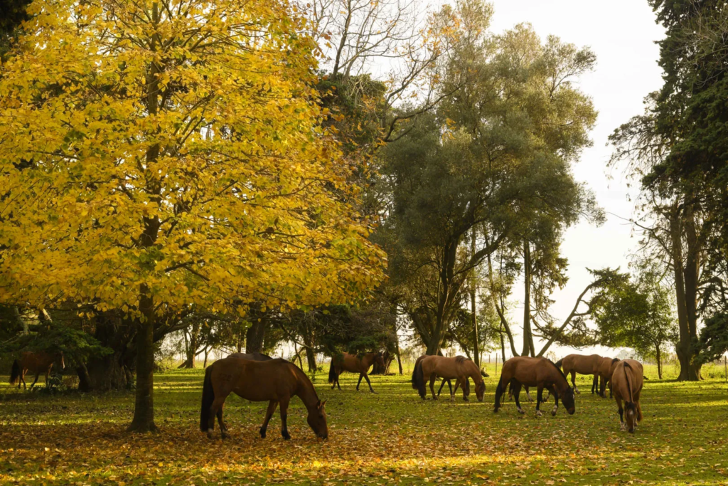 Horses at La Rabida