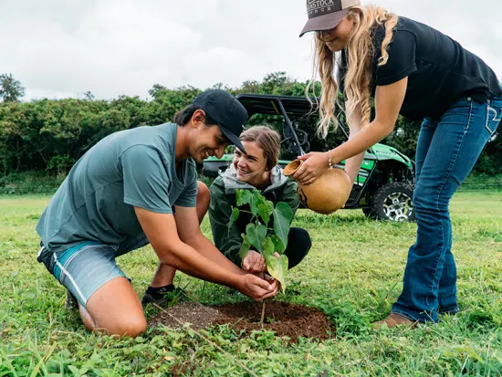 Reforestation of Native Trees