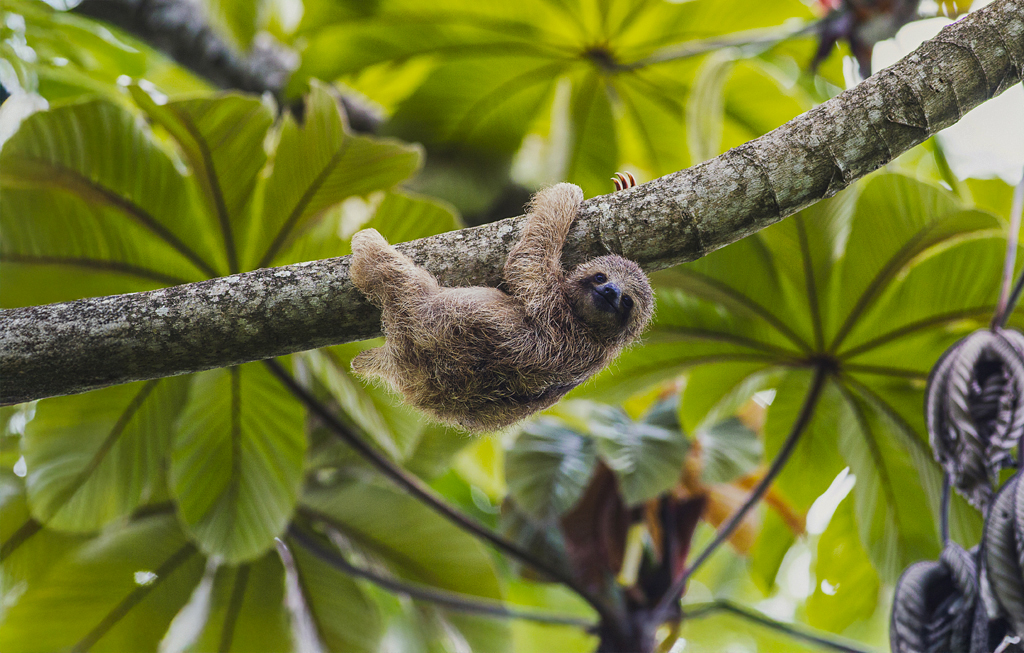 sloth on tree