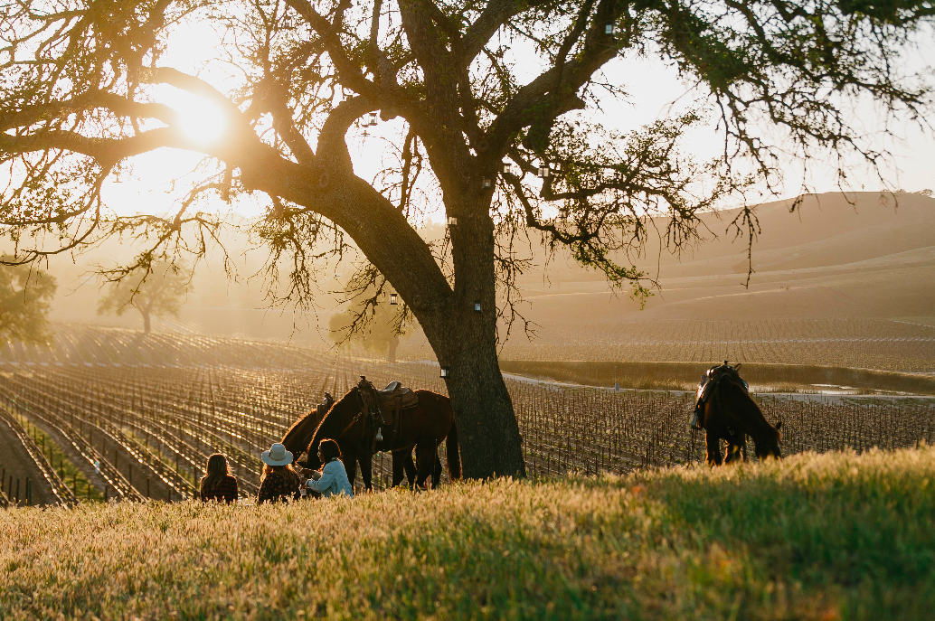 horses with people under a tree sitting in front of a vineyard at sunset